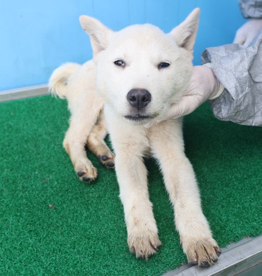 제주 동물보호센터_450650202403569